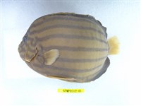 藏品(藍帶荷包魚)的圖片